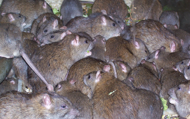 Desratizadora elimina camundongos e ratazanas dos ambientes