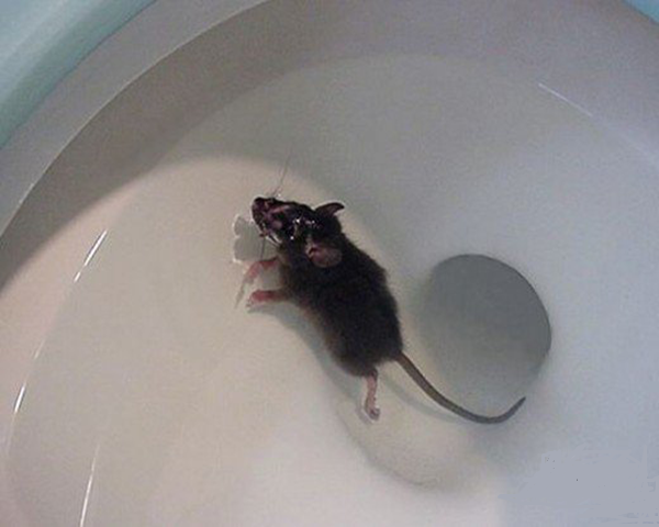 Desratização - Modo Que o Ratos Sobem Do Esgoto Até o Seu Banheiro