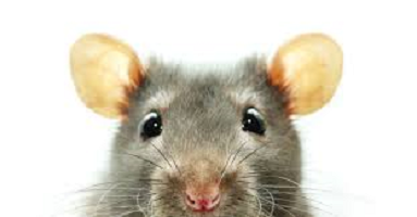 Desratização - Você conhece todos tipos de ratos
