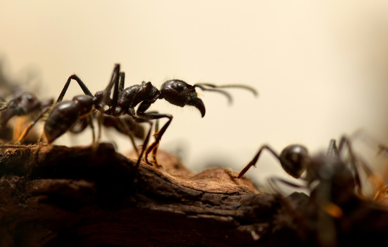 Formigas Resgatam Seus Soldados Feridos