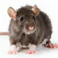 Os Ratos e As Razões Para Seus Níveis Excessivos De Cocô