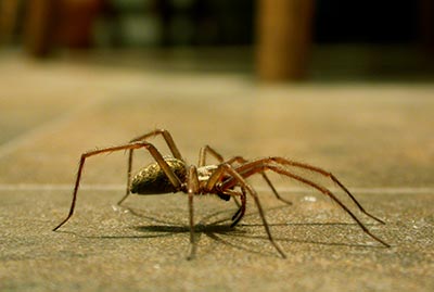 Dedetização - Aranhas Onde Estão e Como Combatê-Las