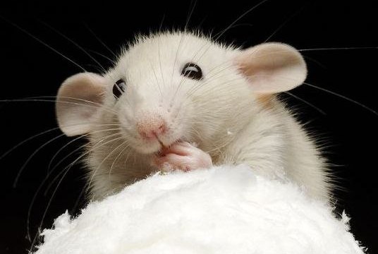 Dedetizaçao - Achei um rato na minha casa o que devo fazer agora?