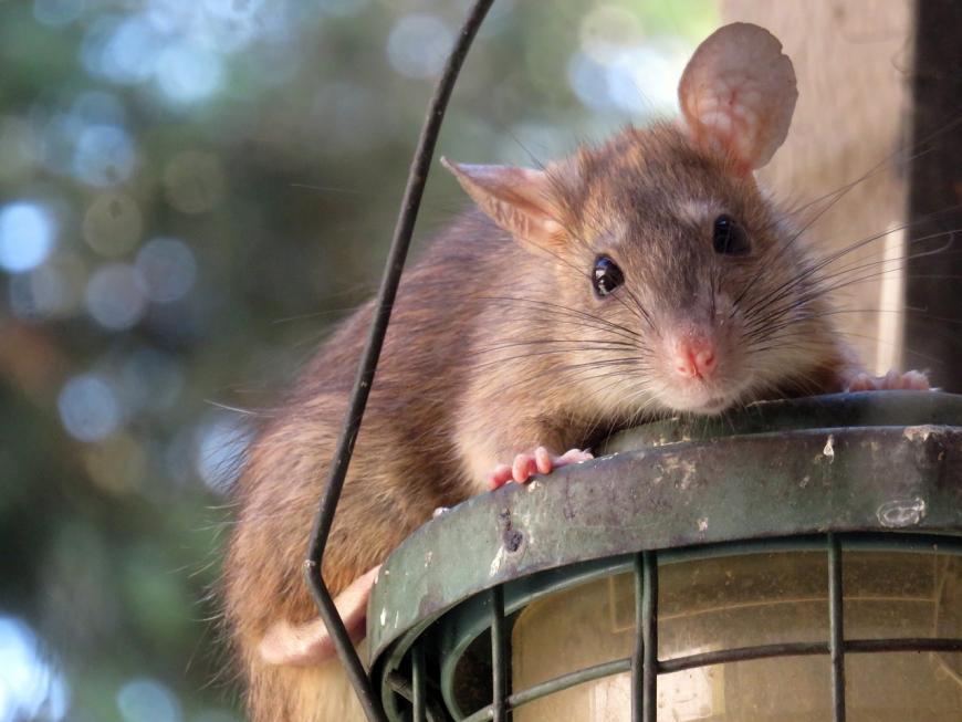 Desratização - Como Eliminar Ratos Dentro Do Forno Do Fogão?