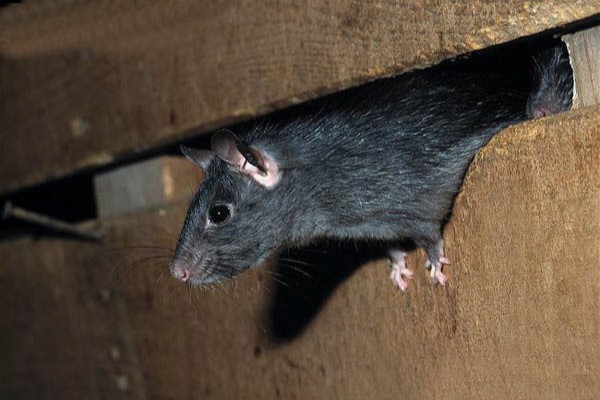 Desratização - Como Eliminar Ratos No Forro Do Telhado?