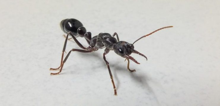 Dedetização De Formigas - É Uma Questão De Saúde