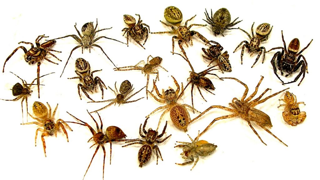 Dedetização de Aranha - Curiosidades Sobre Aranhas