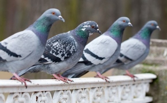 Dedetização - Prejuízo Das Pragas No Ambiente Urbano