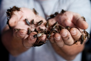 Empresário Mineiro Quer Produzir Insetos Para Consumo Humano