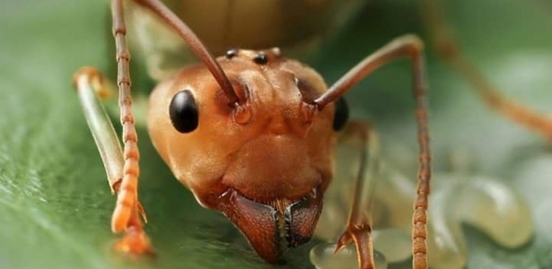 Formigas: um perigo à saúde pública