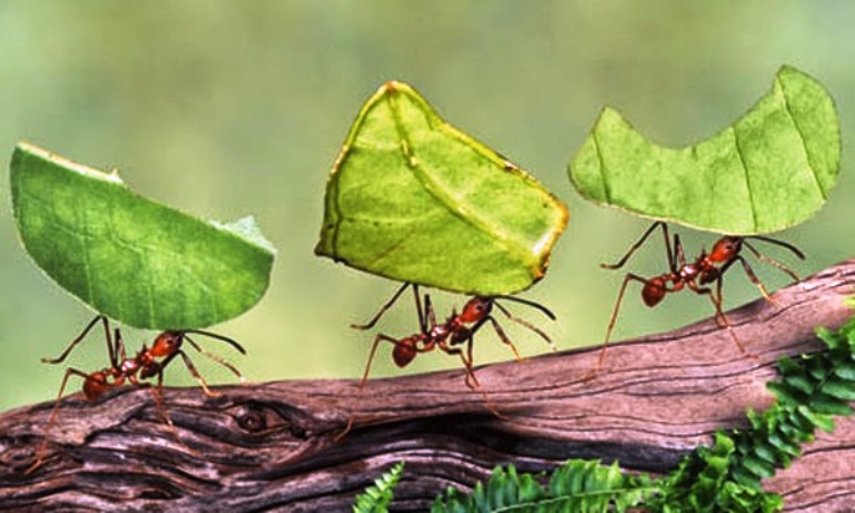 Formigas Podem Ter Inventado Agricultura Para Combater A Seca