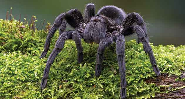 Controle de Pragas - Conheça As Aranhas Mais Venenosas Do Brasil
