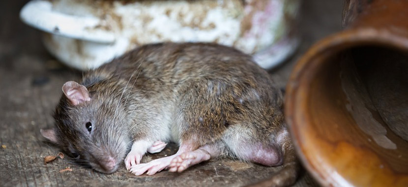 Desratização - Doenças Transmitidas Pelos Ratos