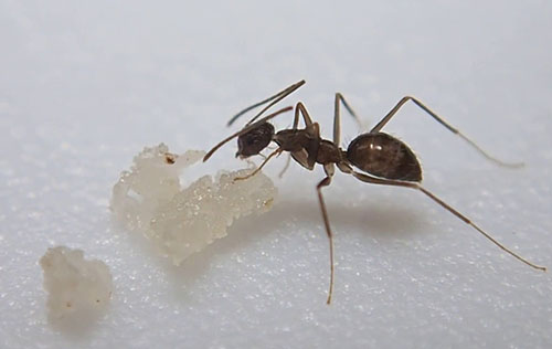 Desinsetização - Formigas Urbanas