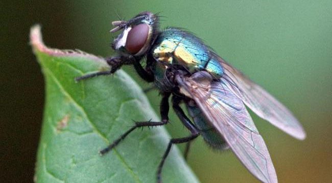 Desinsetizaçao - Local Aonde Os Mosquitos Vivem