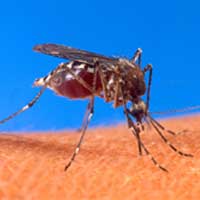 Dedetização auxilia no combate ao mosquito da dengue