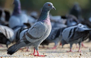 Controle de Pombos: Devemos alimentar os pombos?