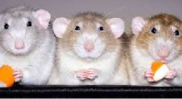 Fatos incríveis sobre ratos!