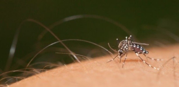 A Dedetizadora Pode Exterminar o Aedes Aegypti?