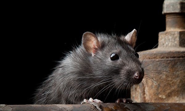 Desratização - Ratos o Que As Ratazanas Comem?