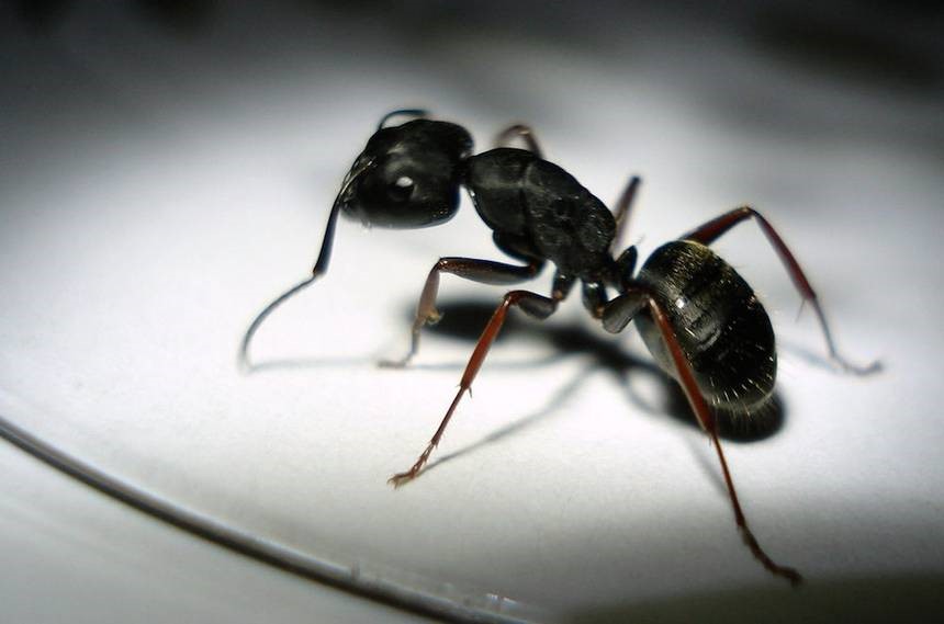 Truques caseiros para o controle de formigas dentro de casa