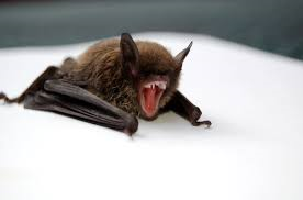 Curiosidades Surpreendentes Sobre Os Morcegos