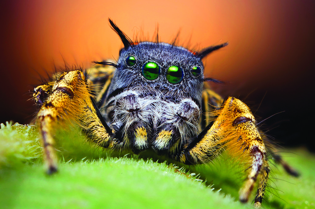 Aranha Sem Noção Flerta Com Quem Vê Na Frente – E Morre Por Isso