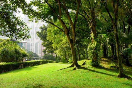 Cuidados em Recuperação De Áreas Verdes e Pragas Urbanas