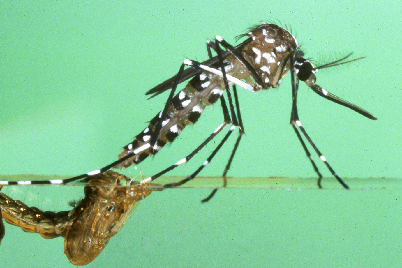 Zika Pode Ser Transmitida Por Mosquito “Primo” Do Aedes Aegypti