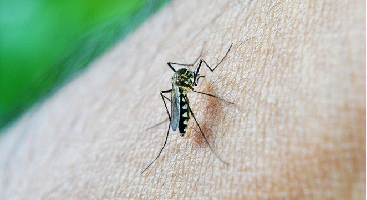 Doenças Graves Causadas Por Mosquitos: Saiba Como Se Prevenir