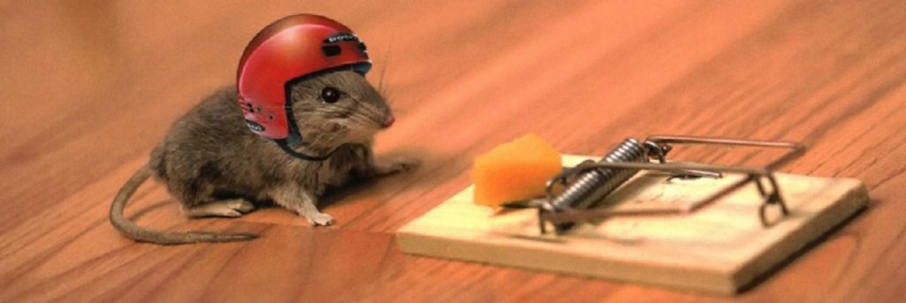 Desratização - O Que Fazer Para Acabar Com Os Ratos?