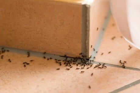 Dedetização – Atitudes Simples Para Eliminar As Formigas
