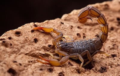Desinsetização - Como evitar escorpião