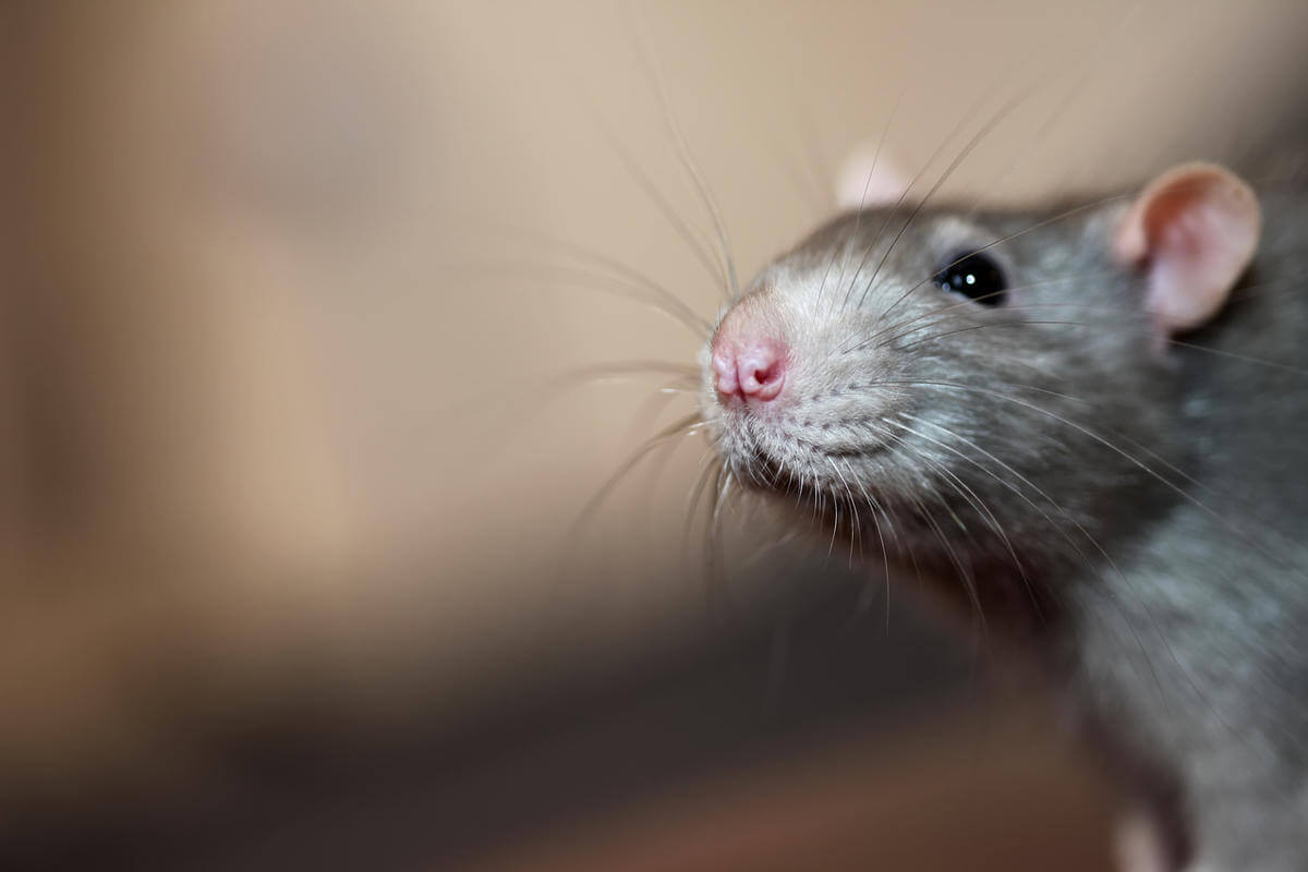 Desratização - Como Identificar Presença De Ratos