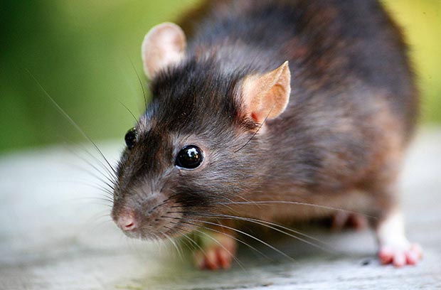 Desrtização - 7 Curiosidades e Coisas Sobre Os Ratos