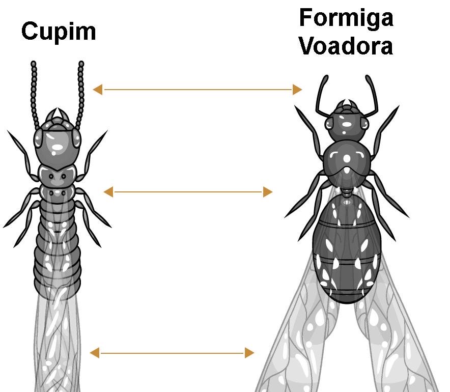 Desinsetizaçao - Como Diferenciar Cupins De Formigas Voadoras?