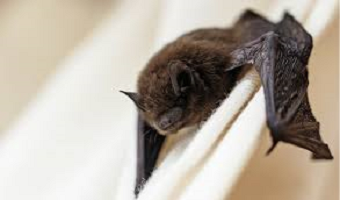 Maneiras de prevenir a proliferação de morcegos em residências