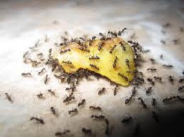 Desinsetização - Formigas podem transmitir mais doenças que baratas