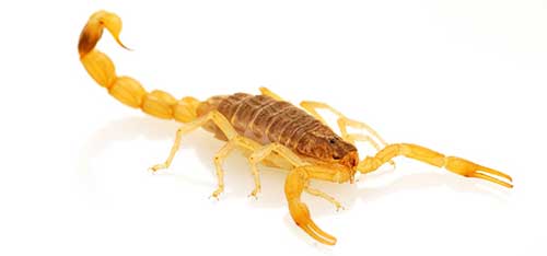 Controle de pragas: fique alerta sobre focos de escorpião amarelo