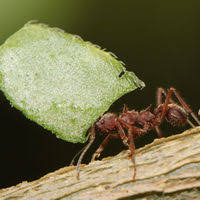Formigas Podem Transmitir Mais Doenças Que Baratas