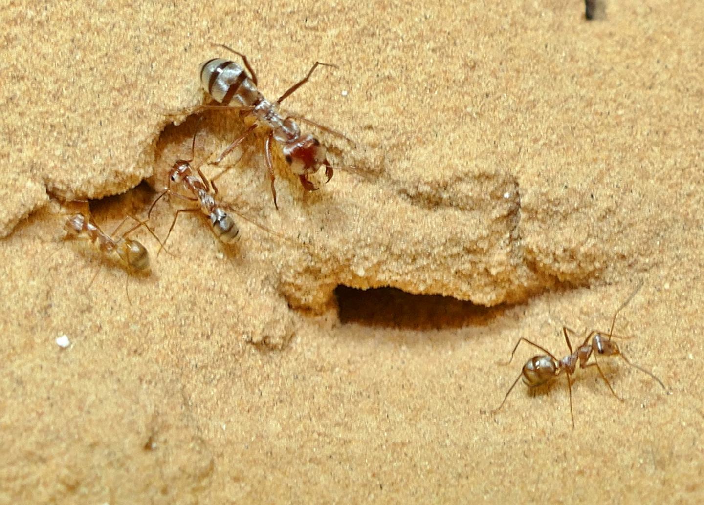 O Mundo Das Formigas
