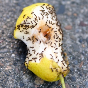 As Formigas e As Contaminação Nos Alimentos