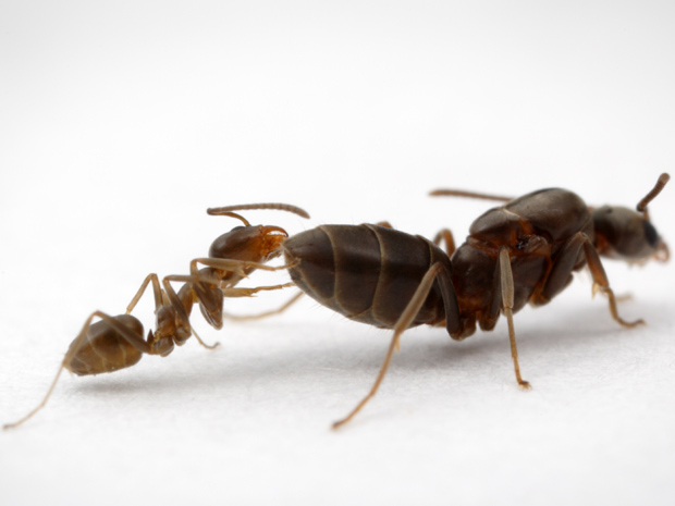 Formiga-Lava-Pés: Cuidados e Prevenções