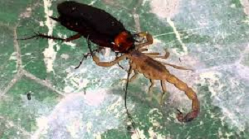 Dedetização - Baratas atraem escorpiões