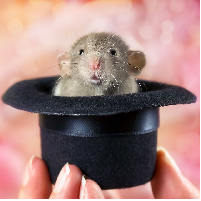 42 Curiosidades Surpreendentes Sobre Os Ratos!