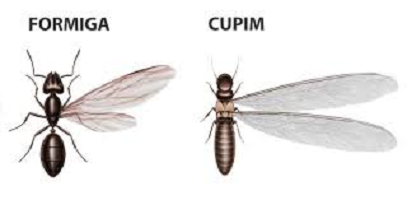 Desinsetização - Cupins e Formigas Voadoras Como ver a Diferença?