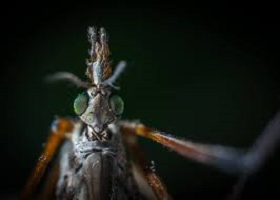 Desinsetização - Como Se Prevenir Dos Principais Vírus De Mosquitos