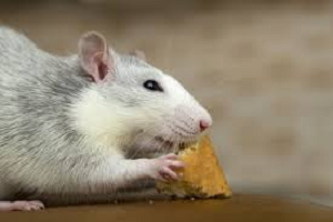 Desratização - Saiba Sobre As Curiosidades Sobre Os Ratos