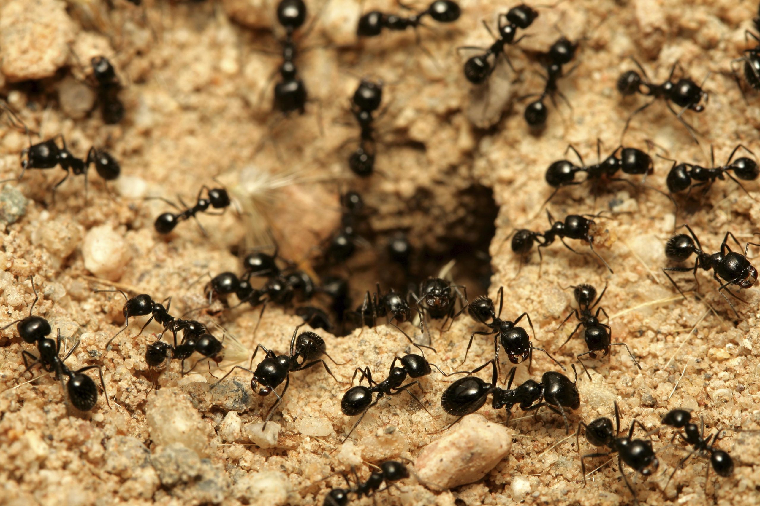 Dicas Faceis e Caseiras Para Afastar As Formigas De Casa