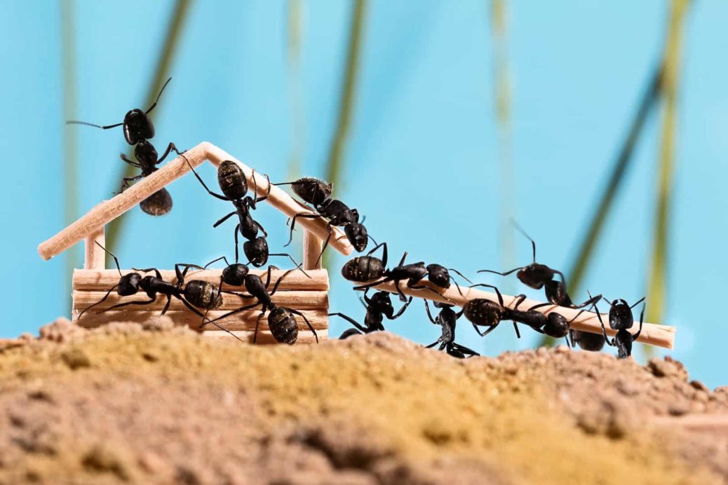 Desinsetizaçao - Doenças Causadas Pelas Formigas